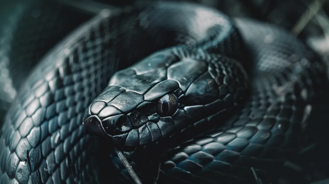 8 Black Snake Spiritual Meanings